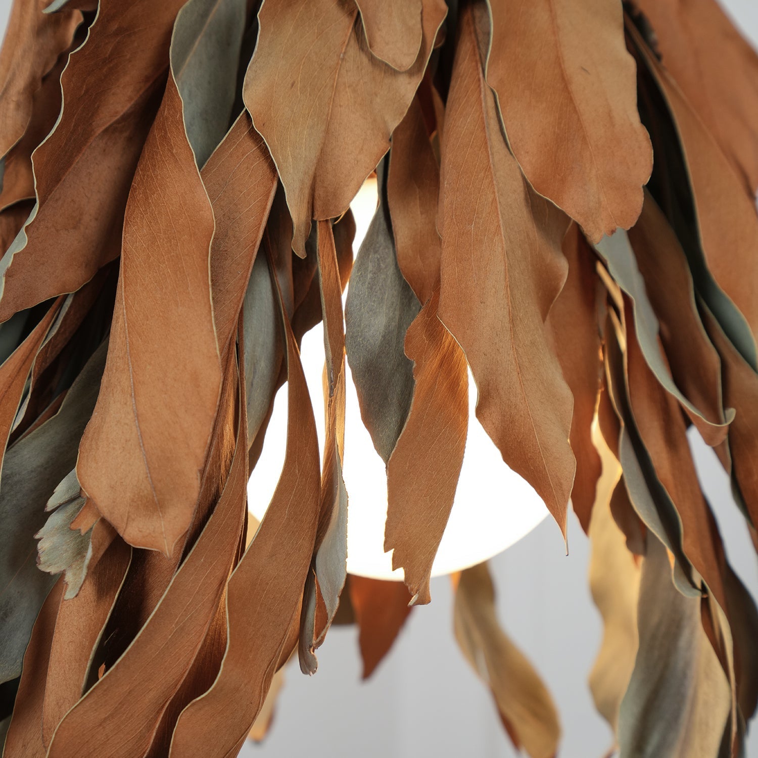 Nuviain Nature Pendant Lamp - Letslighting