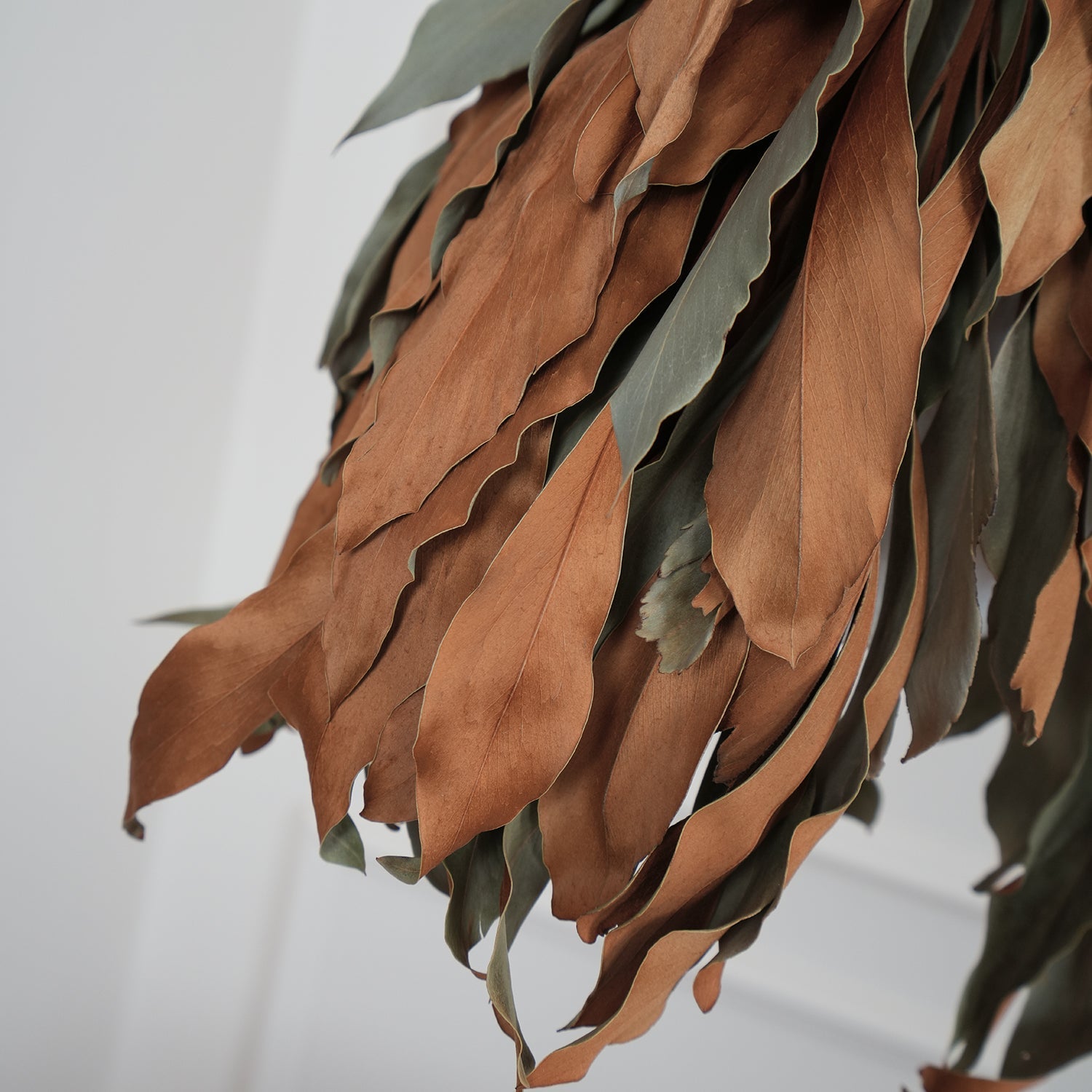 Nuviain Nature Pendant Lamp - Letslighting