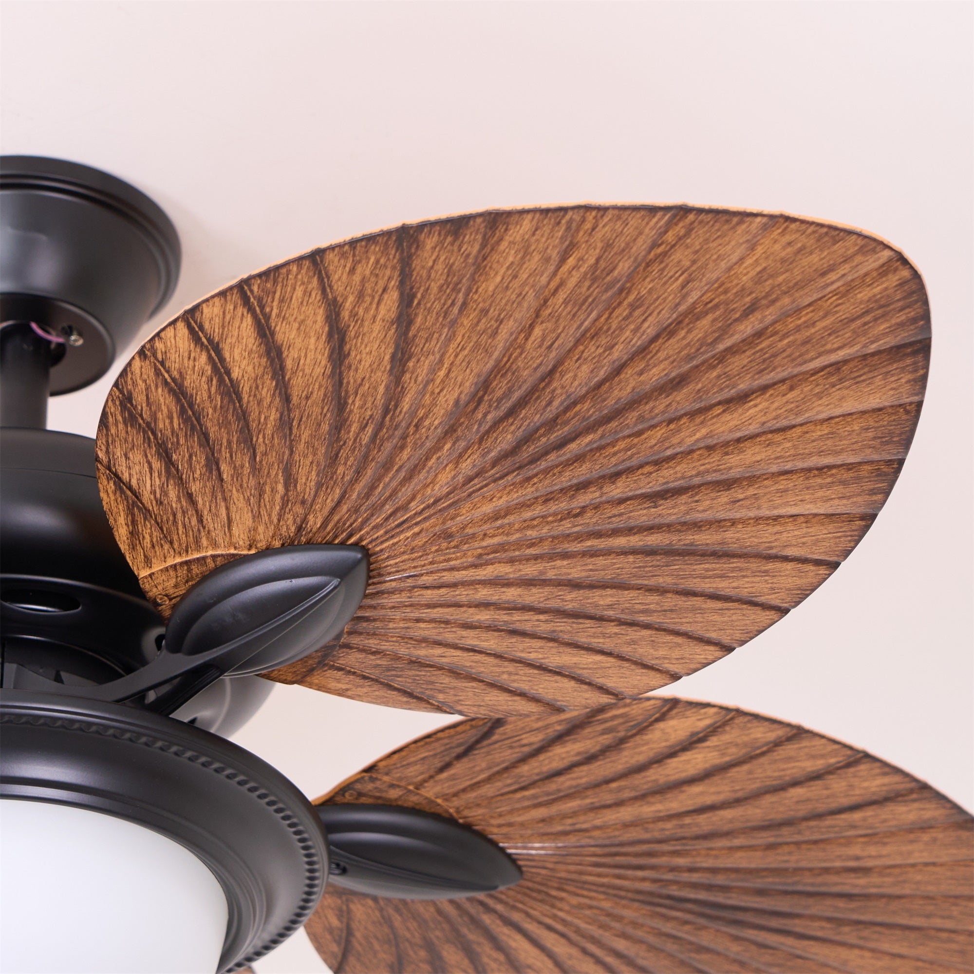 Yearn Natural Classic Walnut Acrylic Ceiling Fan Light - Letslighting