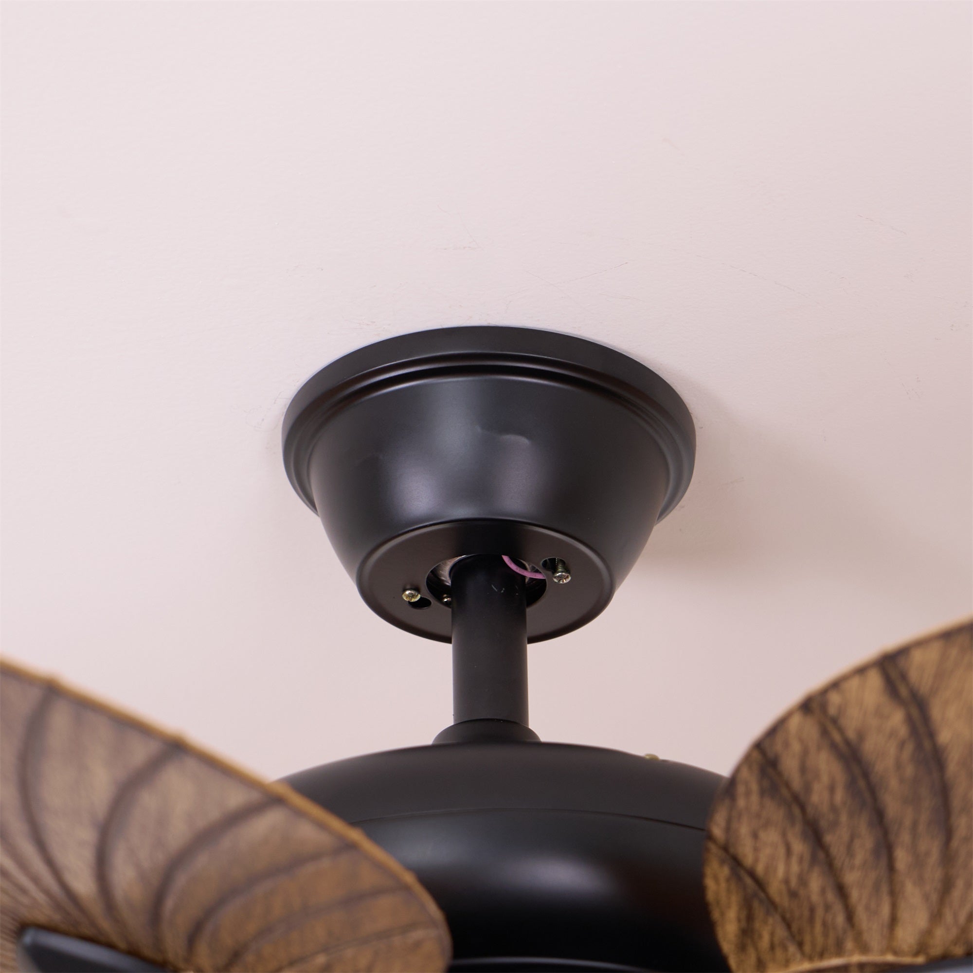 Yearn Natural Classic Walnut Acrylic Ceiling Fan Light - Letslighting