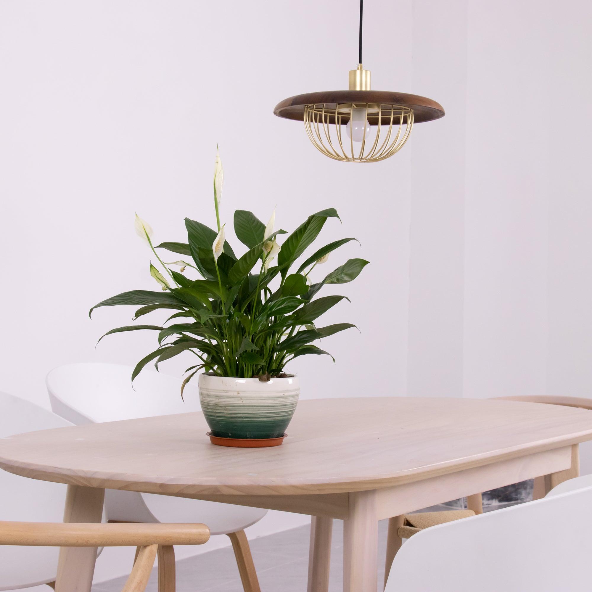Elanora Wood Retro Vintage Pendant Lamp - Letslighting